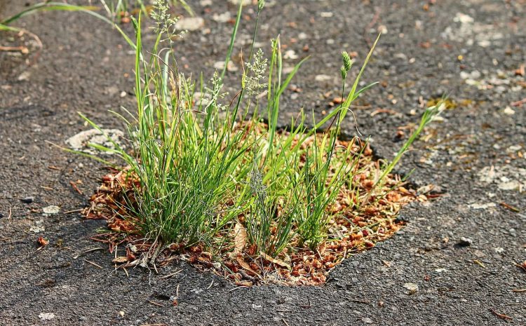  The History and Significance of National Pothole Day